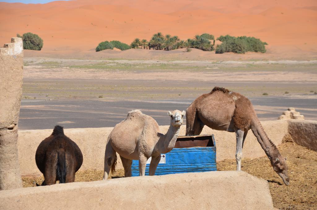 Riad Desert Camel メルズーガ エクステリア 写真